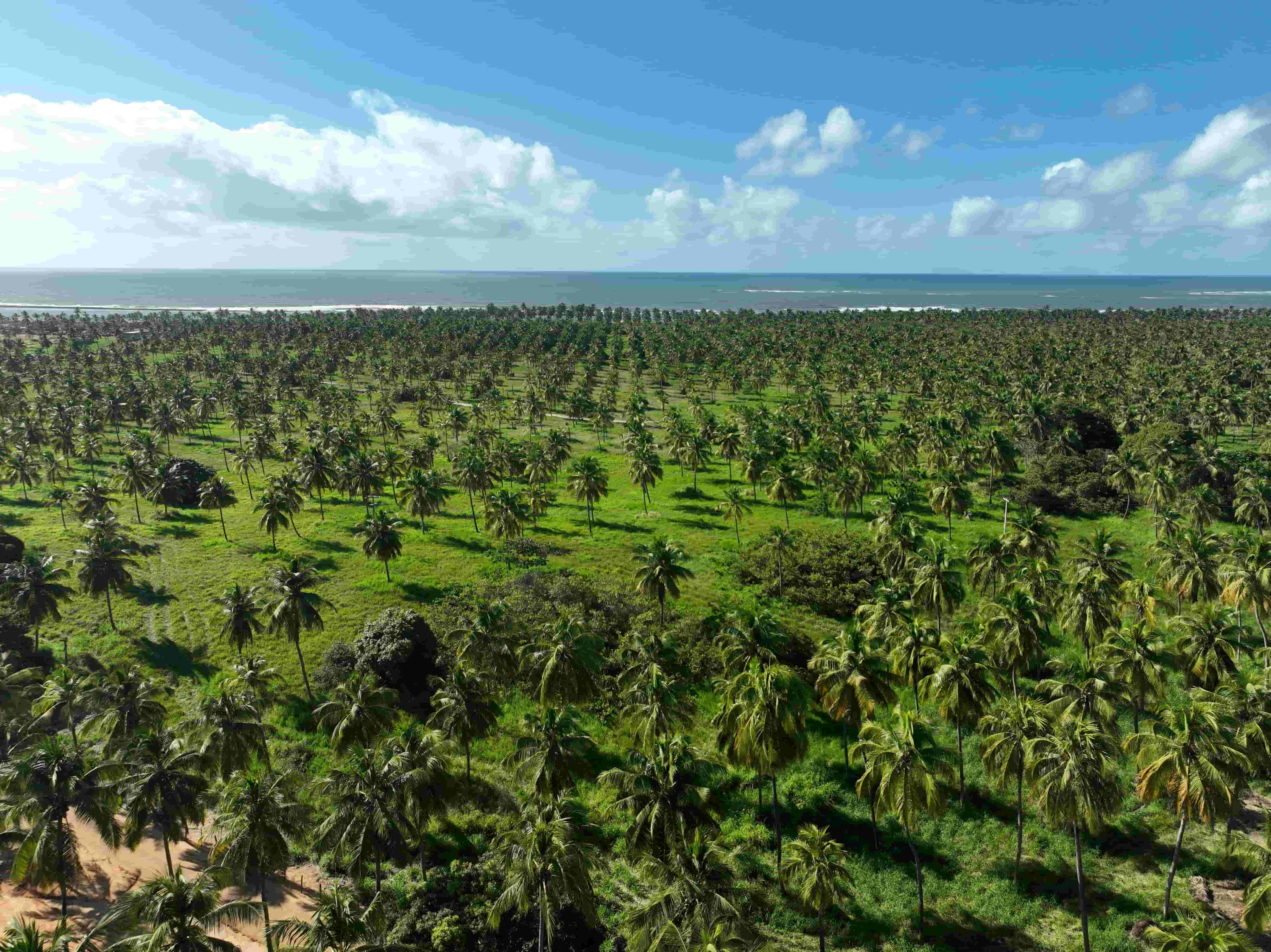 Aerial view of agricultural fields