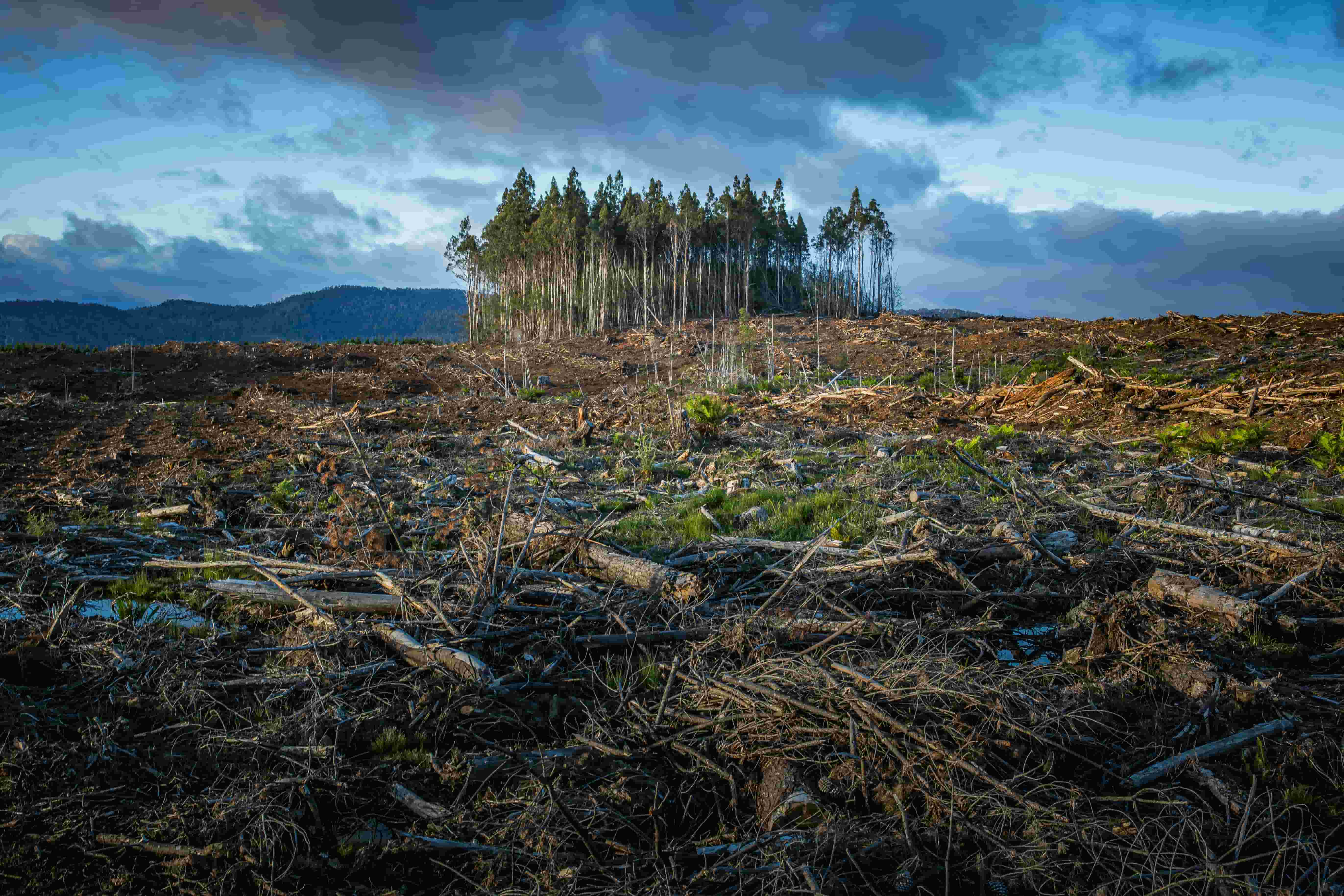 Aerial view of forest and natural landscape